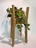 Flora Stand