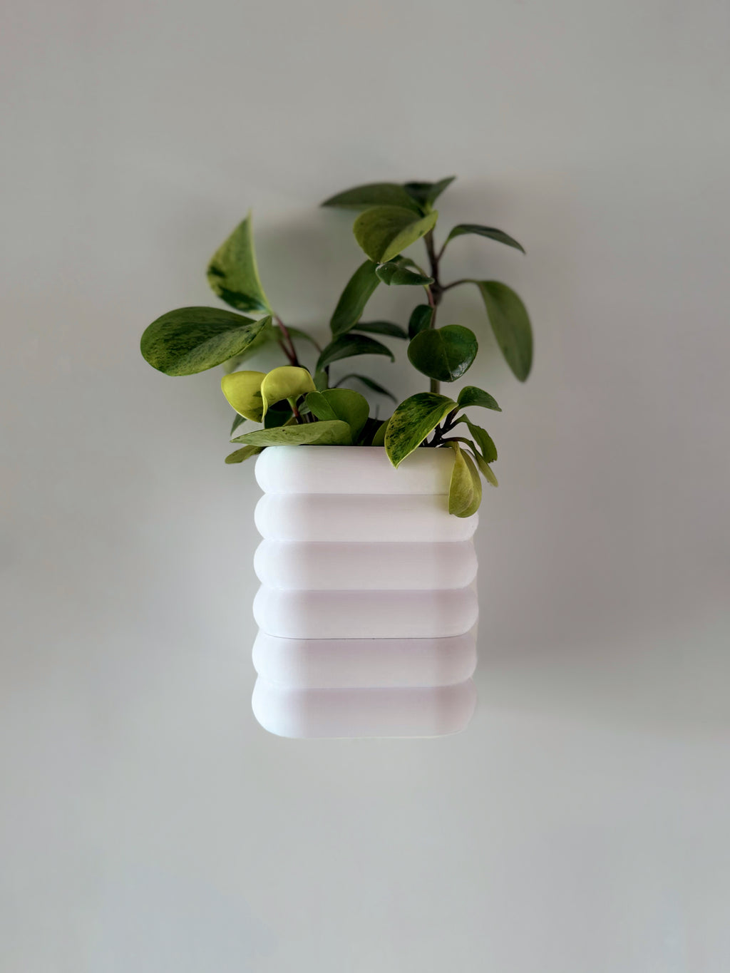 Plantador magnético