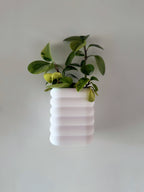 Plantador magnético