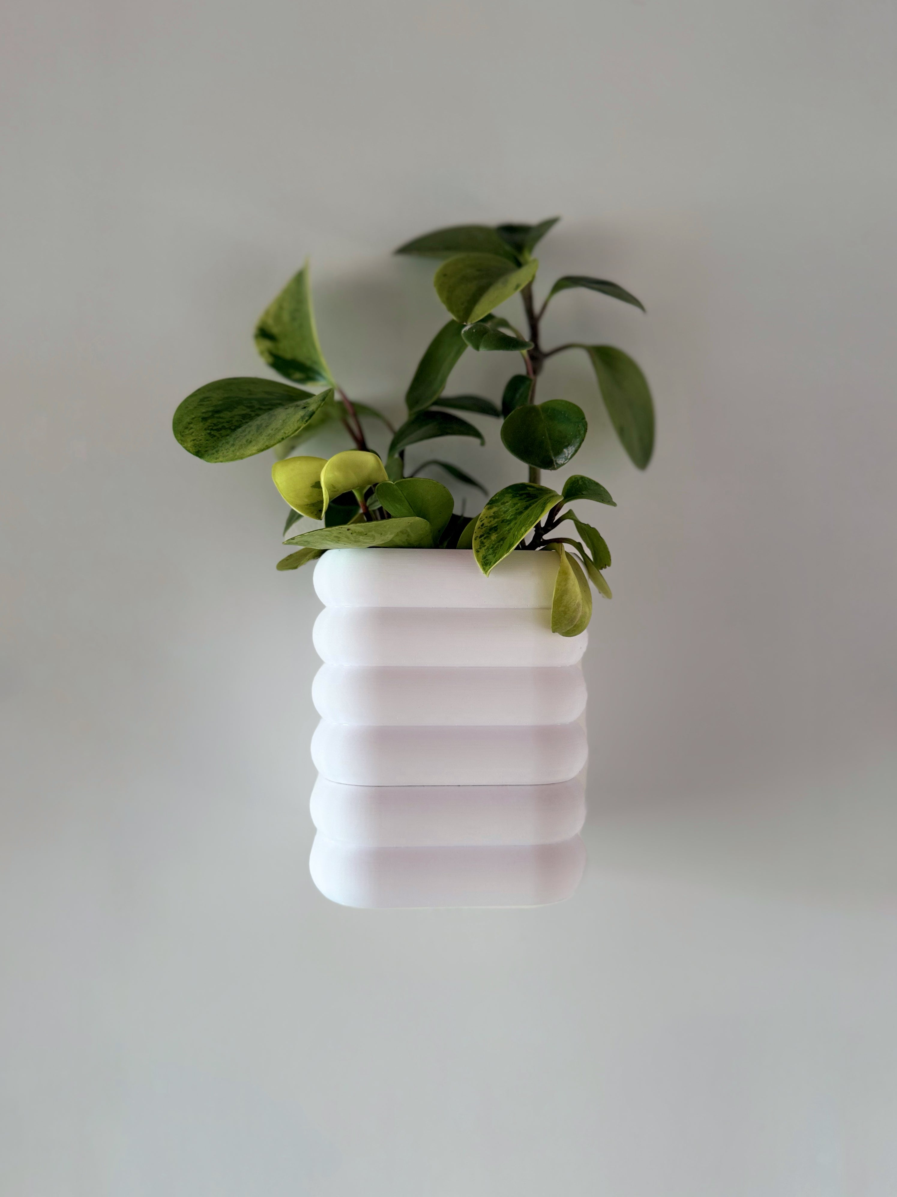 Plantador magnético