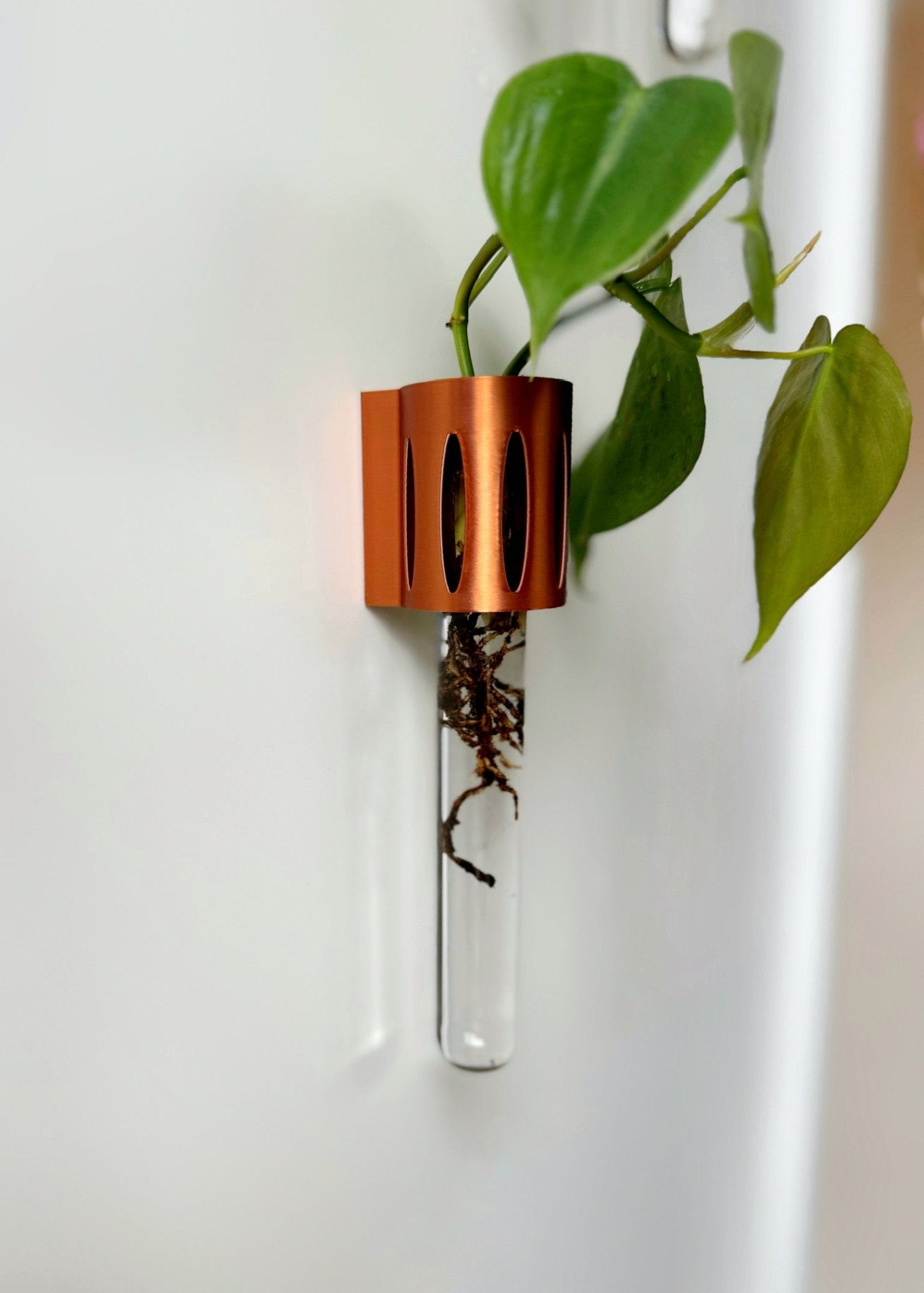 The Magroot magnetic propagation holder, a minimalist plant rooting station for cuttings of ficus, begonia, and anthurium