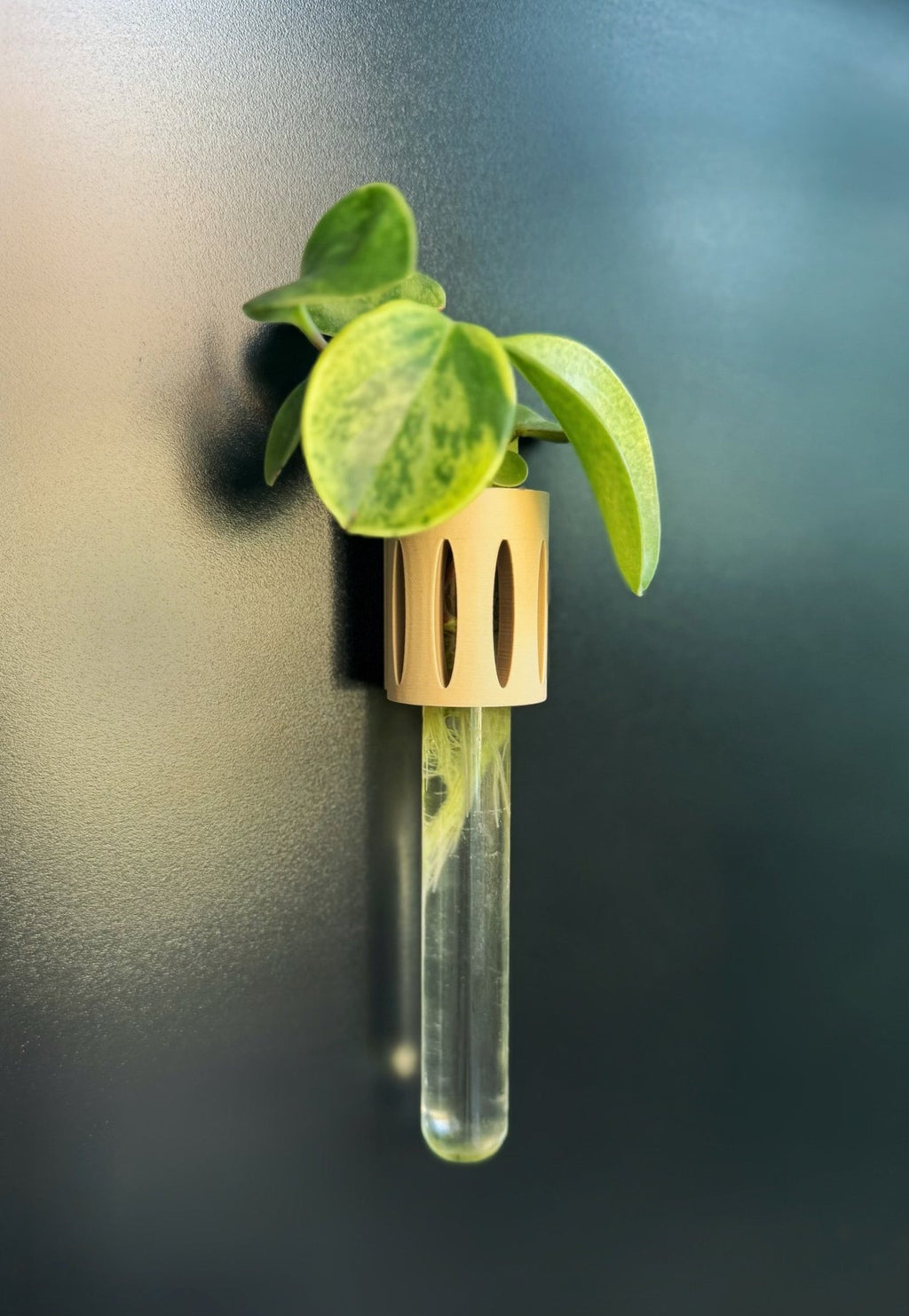 The Magroot propagation station, a 3D-printed magnetic test tube holder for easy plant propagation