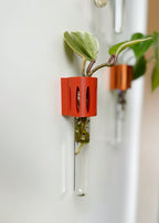 Magnetic propagation station – The Magroot, a modern test tube holder for propagating pothos, tradescantia, and snake plant cuttings.