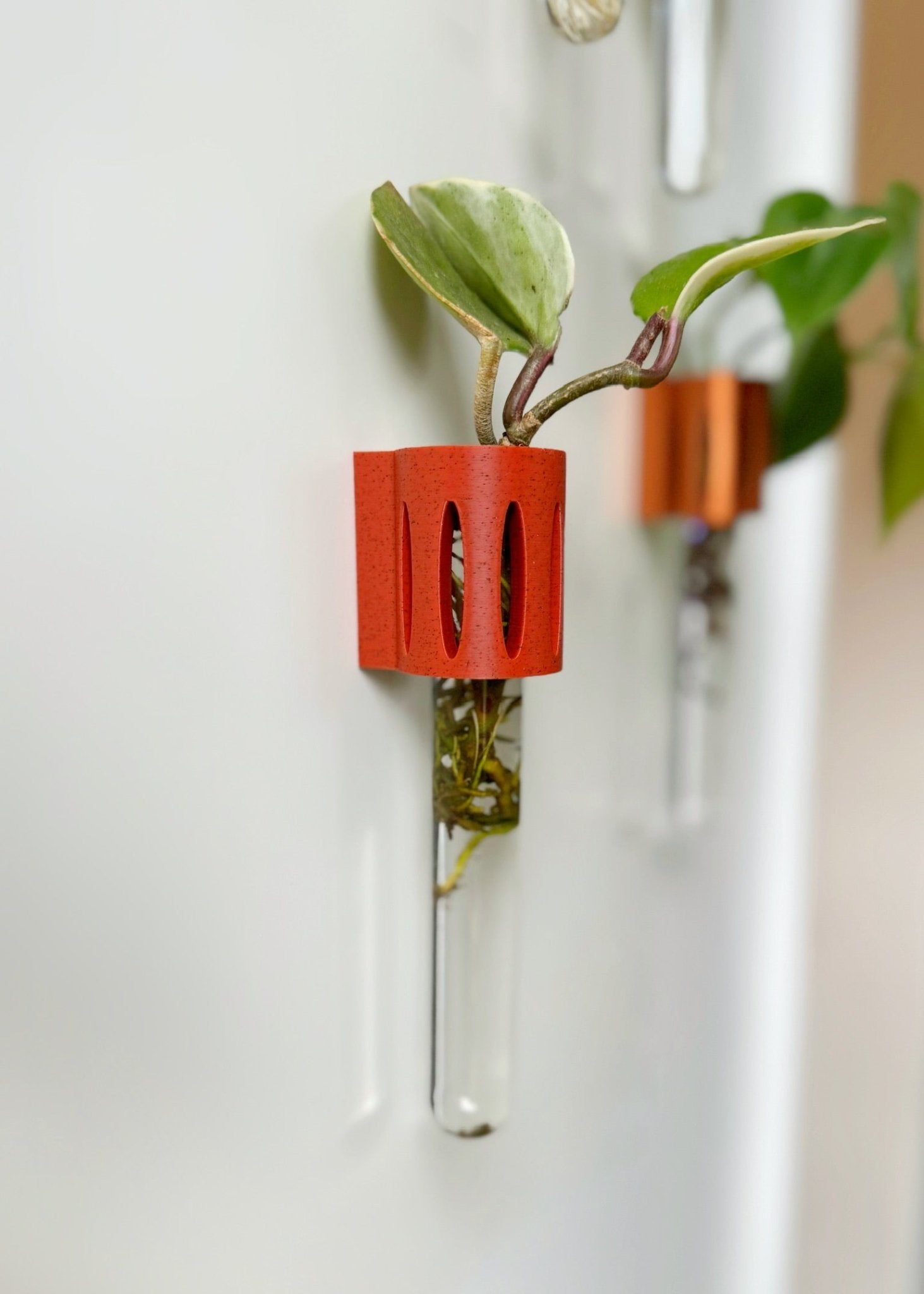 Magnetic propagation station – The Magroot, a modern test tube holder for propagating pothos, tradescantia, and snake plant cuttings.