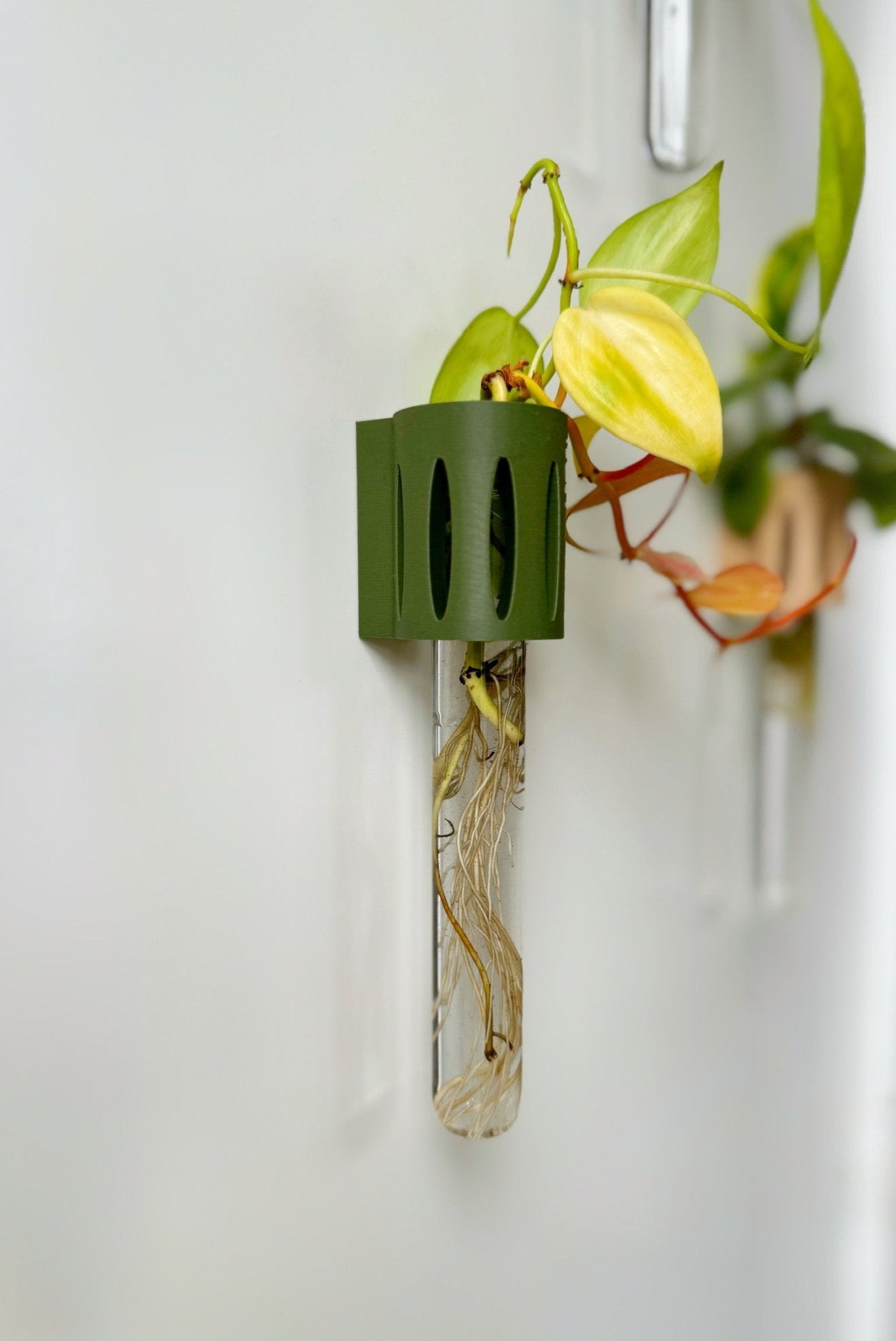 The Magroot wall-mounted propagation tube, a stylish and functional way to grow plant cuttings in water.