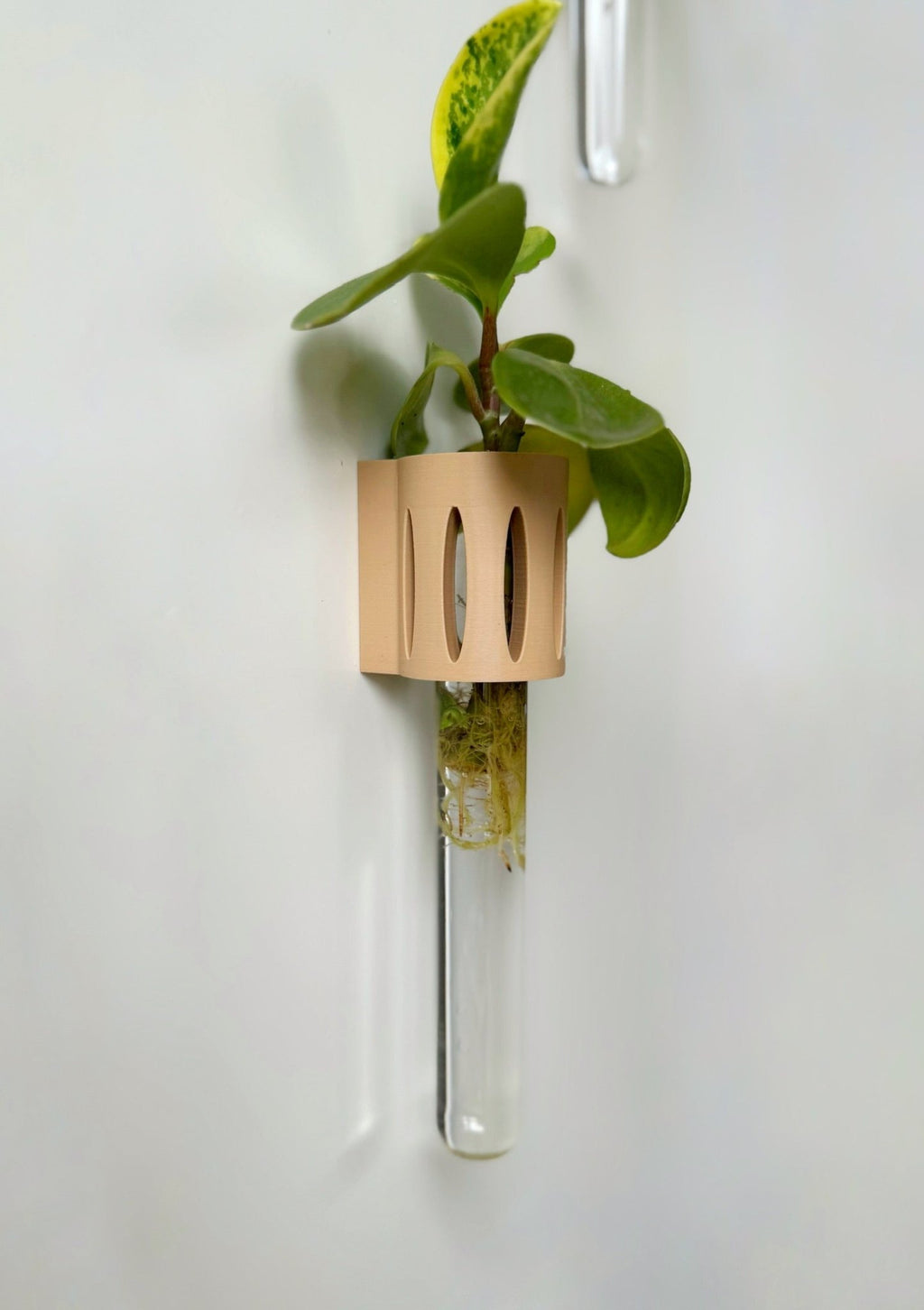 The Magroot wall-mounted propagation tube, an ideal setup for growing plant cuttings like spider plants, syngonium, and ivy.