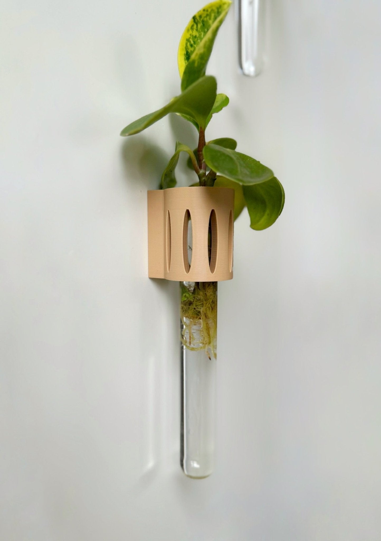The Magroot wall-mounted propagation tube, an ideal setup for growing plant cuttings like spider plants, syngonium, and ivy.