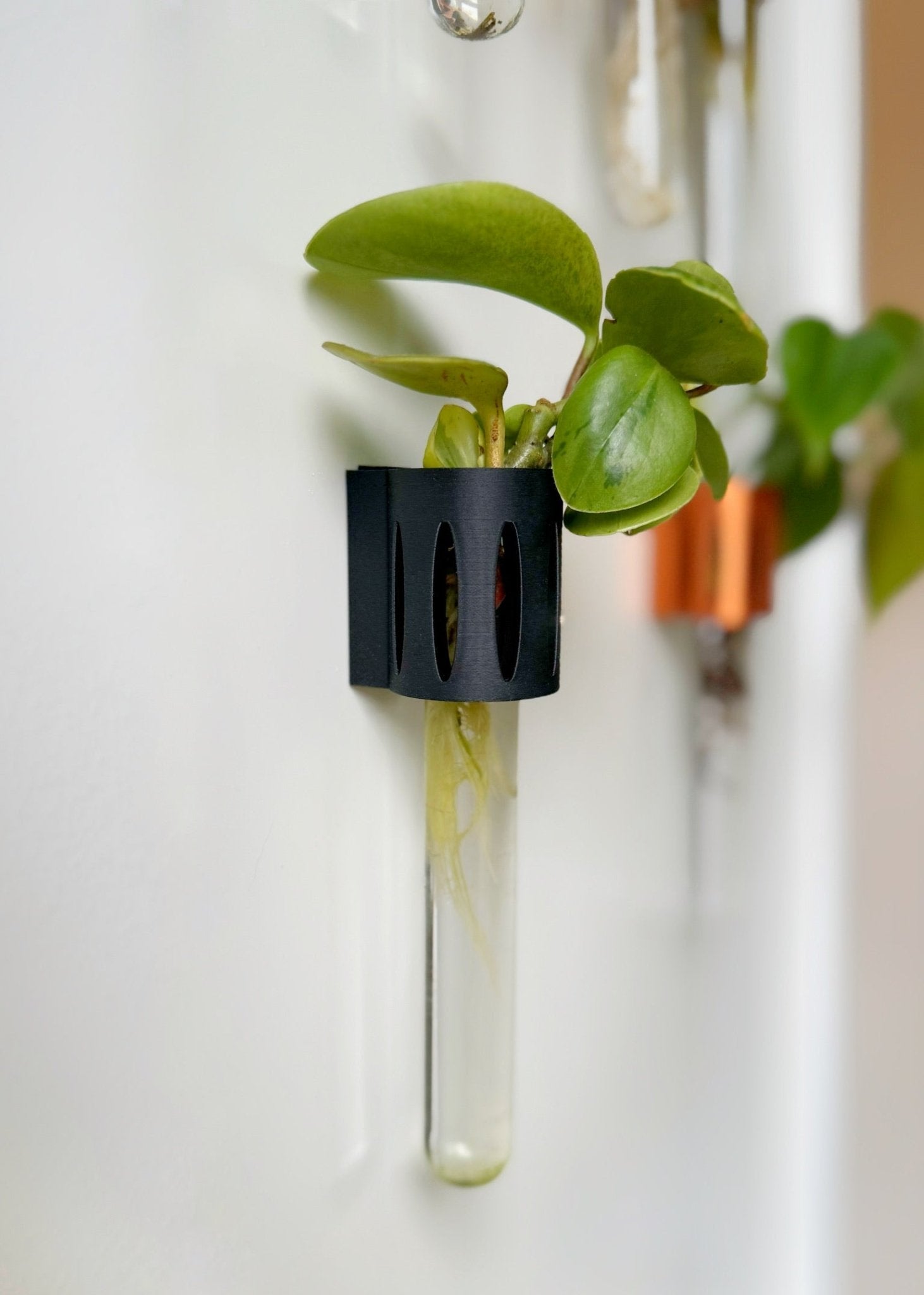 The Magroot magnetic plant propagation holder, a minimalist and space-saving way to grow new plants.
