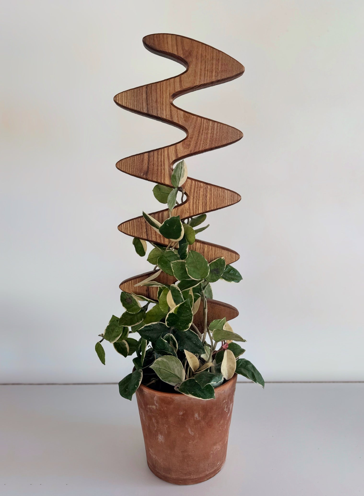 Handmade catalpa wood plant stake – The Serpentine, a sculptural support for climbing plants and vines.